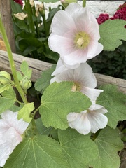 Alcea rosea