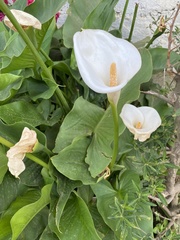 Zantedeschia