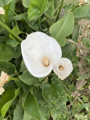Zantedeschia