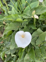 Zantedeschia