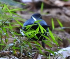 Myophonus horsfieldii