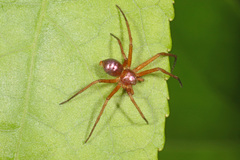 Philodromus marxi
