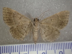 Dysgonia senex