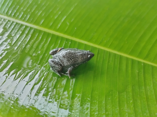 Colombian Plump Frog, Elachistocleis pearsei