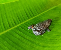 Elachistocleis pearsei