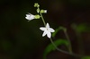 Bolander's Woodland Star - Photo (c) Samuel, some rights reserved (CC BY-NC)