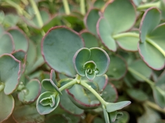 Hylotelephium sieboldii