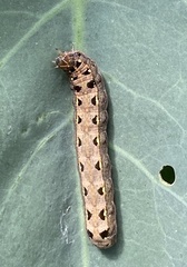 Spodoptera littoralis