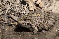 Pelophylax ridibundus