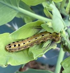 Spodoptera littoralis
