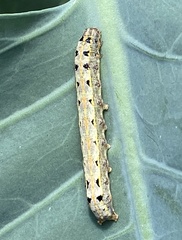 Spodoptera littoralis