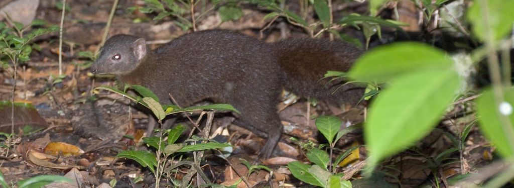 Brown-Tailed Mongoose