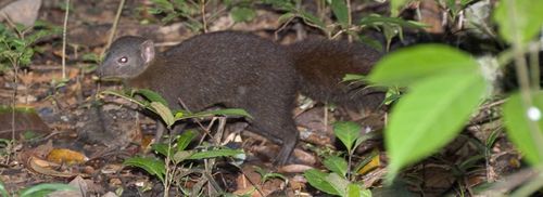 Brown-tailed Vontsira (Salanoia concolor) — Vulnerable Mammalia