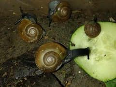 Macrochlamys turanica