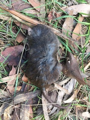 Antechinus mimetes