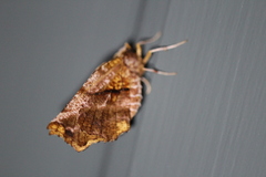 Selenia alciphearia