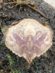 Atelecyclus