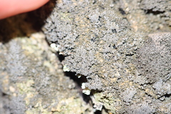 Fuscopannaria sorediata