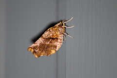 Selenia alciphearia