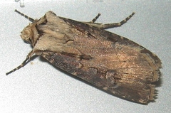 Agrotis volubilis