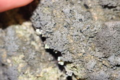Fuscopannaria sorediata