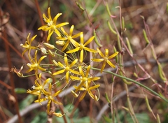 Bloomeria crocea aurea