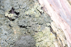 Fuscopannaria sorediata