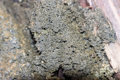 Fuscopannaria sorediata