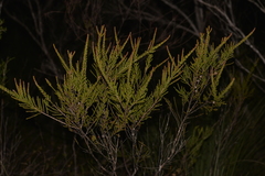 Leptospermum liversidgei