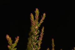 Leptospermum liversidgei