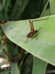 Eupholidoptera megastyla