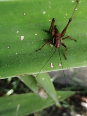 Eupholidoptera megastyla