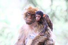 Macaca sylvanus