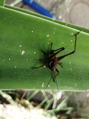 Eupholidoptera megastyla