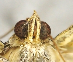 Plecoptera reflexa