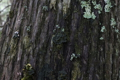 Pannaria conoplea image
