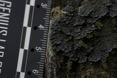 Pannaria conoplea image