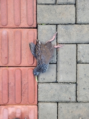 Pardirallus maculatus