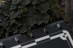 Pannaria conoplea image