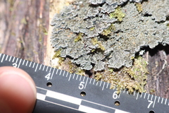 Pannaria conoplea image