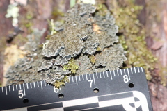Pannaria conoplea image