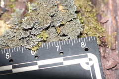 Pannaria conoplea image