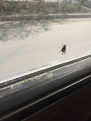 Diptera