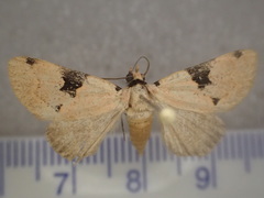 Plecoptera plinthochroa