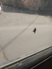 Diptera