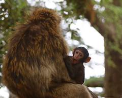 Macaca sylvanus
