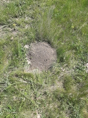 Nannospalax leucodon