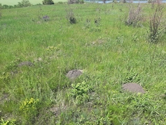 Nannospalax leucodon