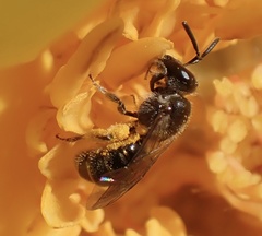 Lasioglossum