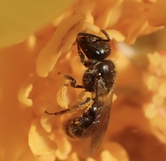 Lasioglossum